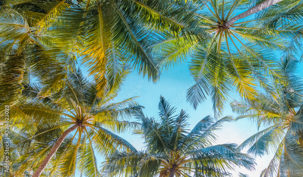 Beautiful nature green palm leaf on tropical beach with bokeh sun light wave abstract background. Copy space of summer vacation holiday backdrop Beautiful nature green palm leaf on tropical beach with bokeh sun light wave abstract background. Copy space of summer vacation holiday backdrop