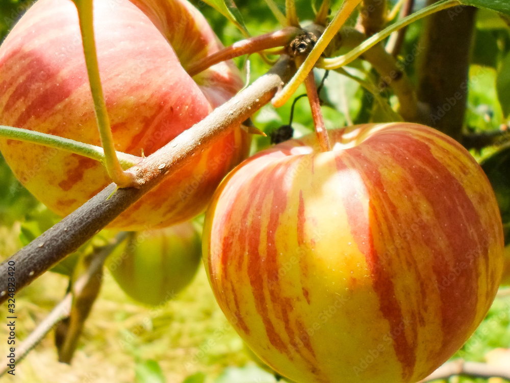 green red striped apples on tree branches. Juicy apples on trees in the middle of summer