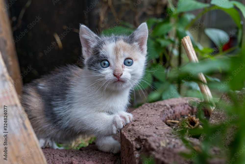 Kleine Baby Glückskatze Kätzchen mit blauen Augen und 4 Farben schaut in Kamera rechte Tatze vorne und angelehnt an einen Stein