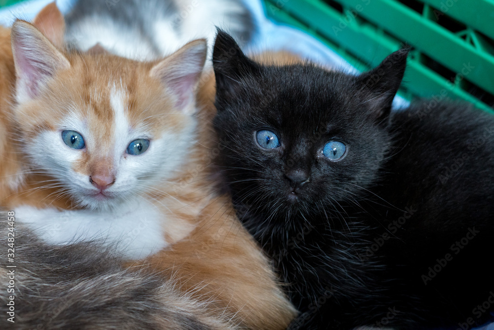 2 Kleine Baby Katze mit blauen Augen in schwarz und rot schaut in Kamera sitzend im Korb