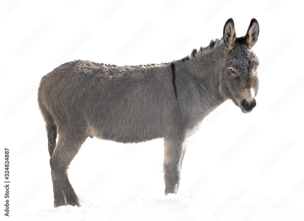 A donkey stands in the snow in winter isolated on a white A donkey stands in the snow in winter isolated on a white