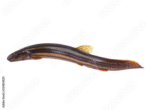 Loach fish isolated on a white background.