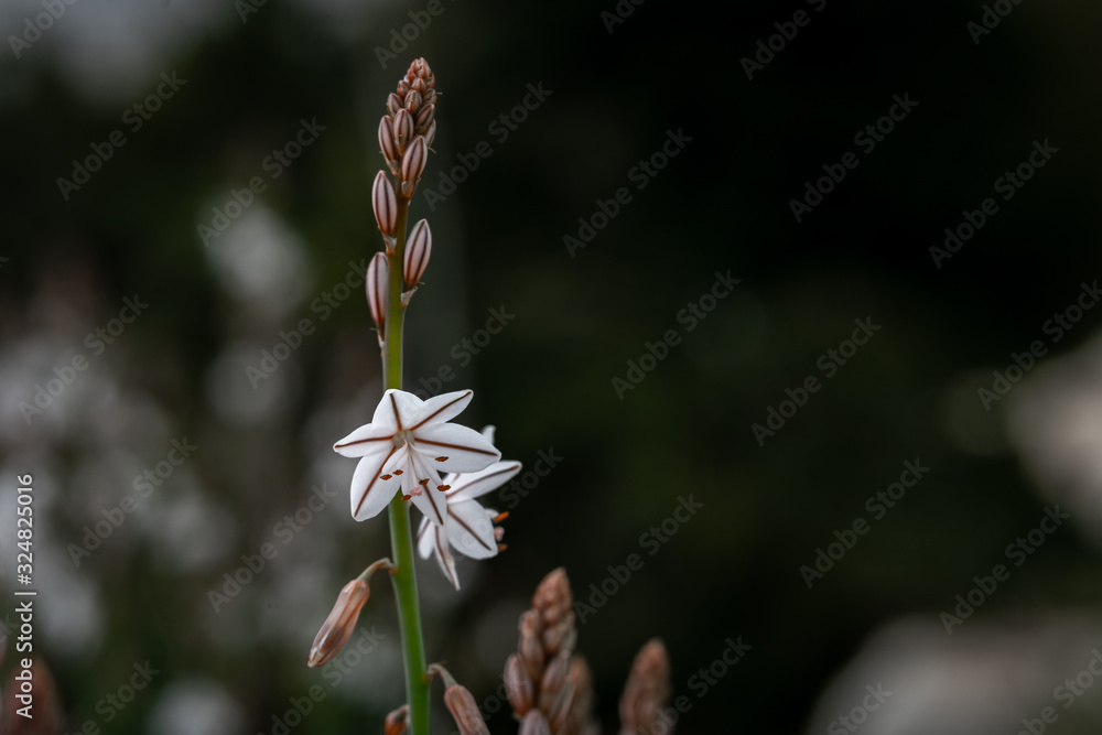a desert flower, winter bloom, found in the negev desert in israel a desert flower, winter bloom, found in the negev desert in israel