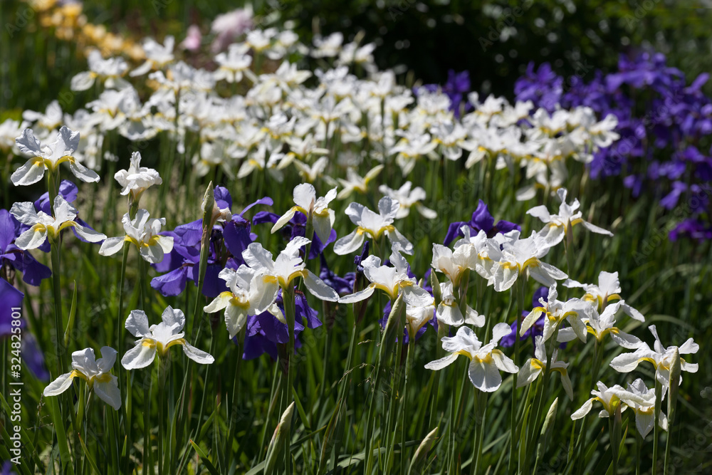 Blue and white iris flowers in the garden on a summer day Blue and white iris flowers in the garden on a summer day