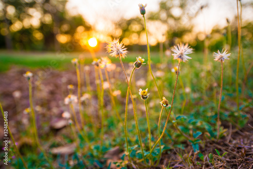 Fototapeta Naklejka Na Ścianę i Meble -  Grass flower on field sunset light close up