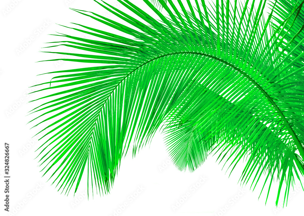 Fototapeta premium palm leaves on white background