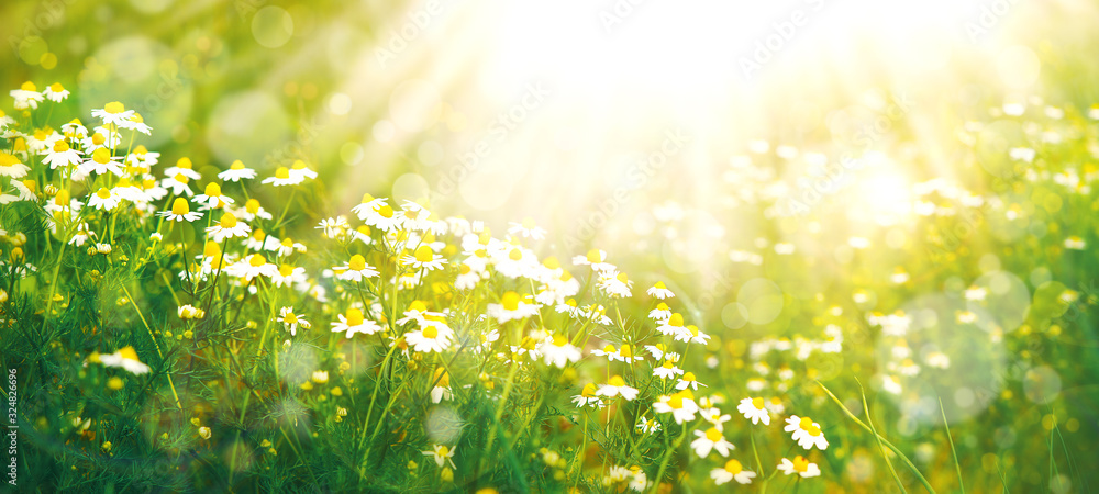 Fototapeta Łąka wiosną i latem pod słońcem. Panorama w postaci stokrotek na łące. Tapeta w delikatnym świetle. Kwiaty w postaci stokrotek. Jest miejsce na tekst.