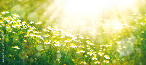 Tableau sur toile Meadow in spring and summer under the sun