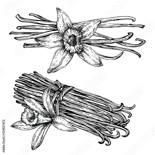 Vanilla pods, sticks with Vanilla flower. Hand drawing sketch isolated on white background. Kitchen herbs and spices.