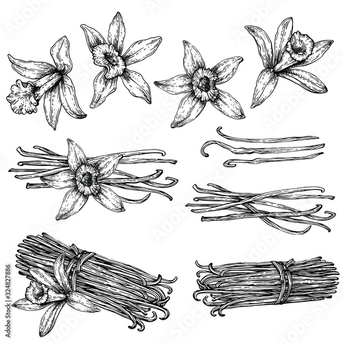 Set of Vanilla pods, sticks with Vanilla flower. Hand drawing sketch isolated on white background. Kitchen herbs and spices.