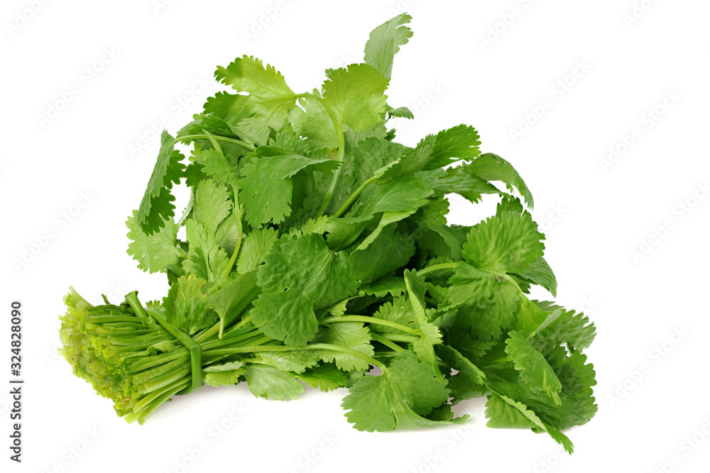 Bunch of fresh coriander leaves isolated on white background. Coriandrum sativum. Bunch of fresh coriander leaves isolated on white background. Coriandrum sativum.