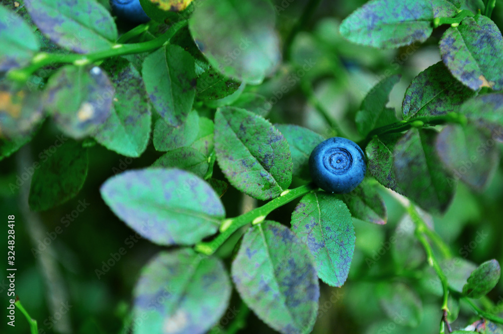 blueberries on a branch blueberries on a branch