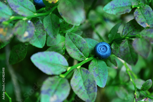 blueberries on a branch