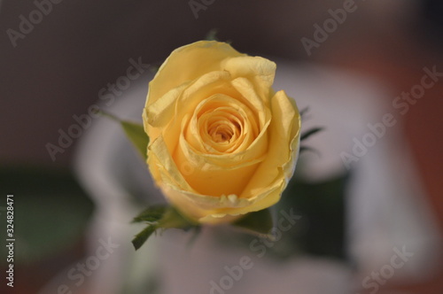 yellow rose on black background