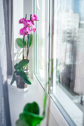 blooming orchid in the home garden