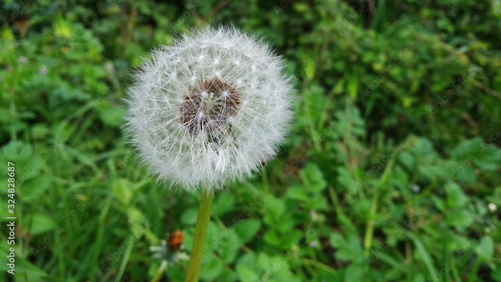 dandelion on background of green grass dandelion on background of green grass