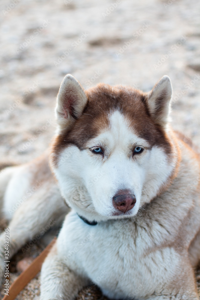 blue eyes husky dog on the beach, close-up view blue eyes husky dog on the beach, close-up view