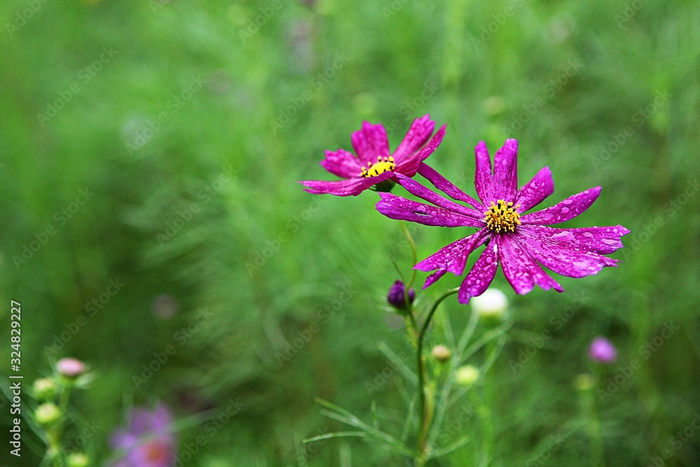 Obraz premium 여름코스모스입니다