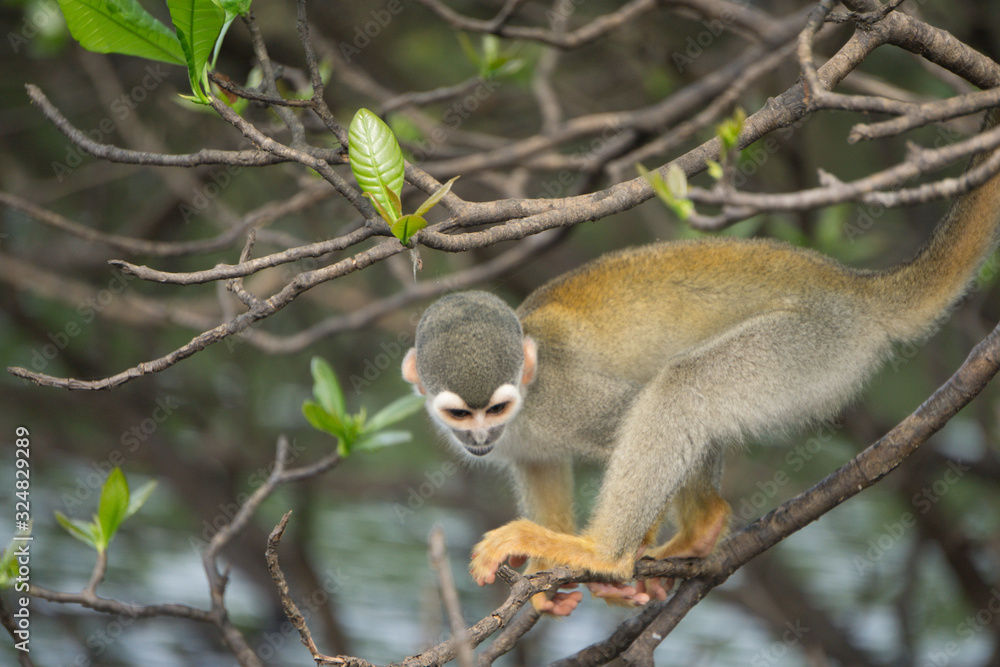 Monkey Amazon Forest Brasil animals Monkey Amazon Forest Brasil animals