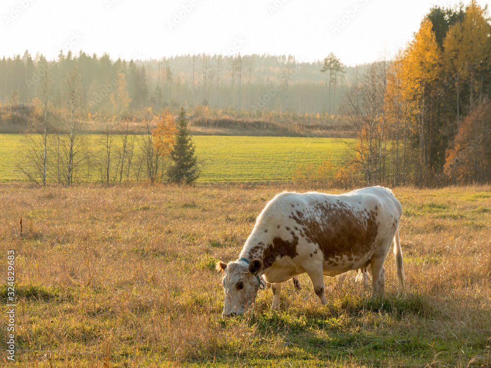 Fototapeta premium Eastern Finncattle cow eating grass in autumn lanscape