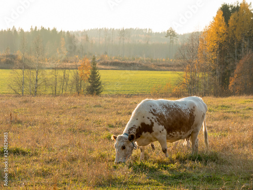 Eastern Finncattle cow eating grass in autumn lanscape