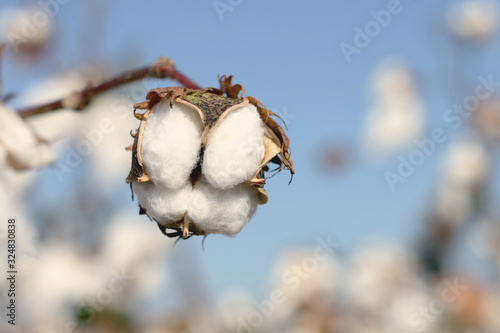 Cotton fields ready for harvesting in Antalya, Turkey.
