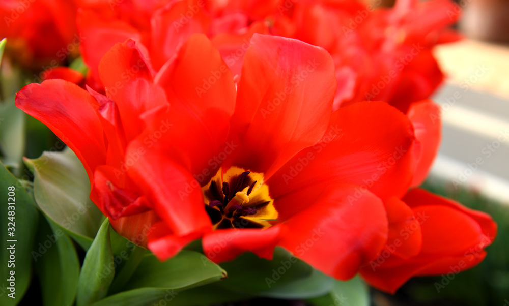 Tulip Madame Lefeber, Fosteriana cultivar that flowers in mid-spring with large heads of red flowers Tulip Madame Lefeber, Fosteriana cultivar that flowers in mid-spring with large heads of red flowers