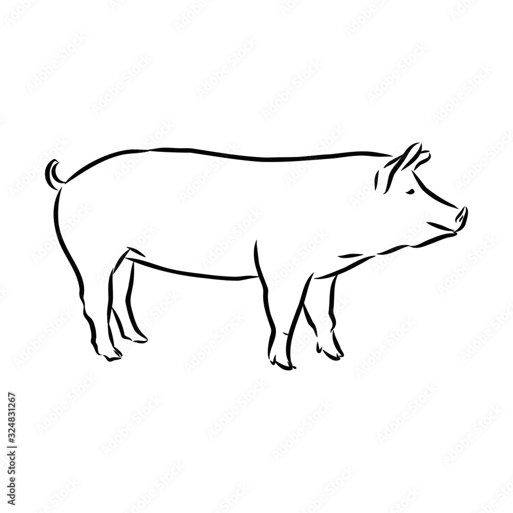 vector illustration of a pig