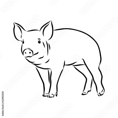 illustration of a pig