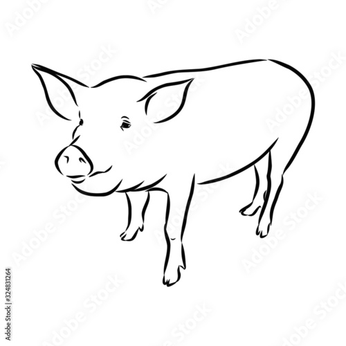 illustration of pig