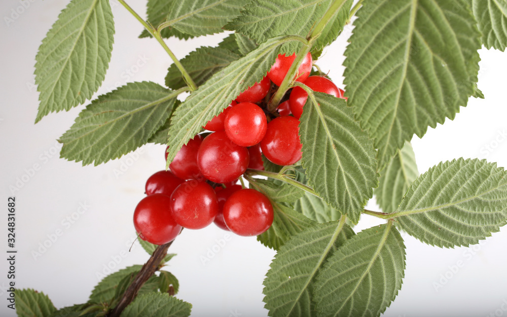 Nanking cherry on branch Nanking cherry on branch