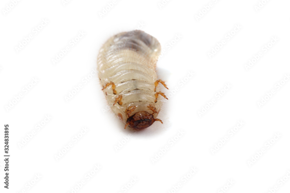 Green rose chafer larva. Useful insect. Larvas improve soil (recycle organics) Green rose chafer larva. Useful insect. Larvas improve soil (recycle organics)
