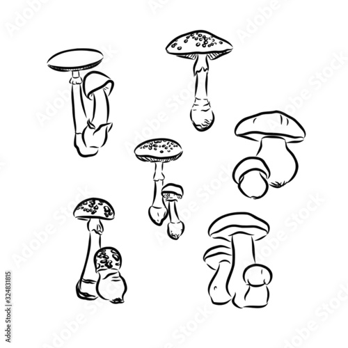set of mushrooms isolated on white background