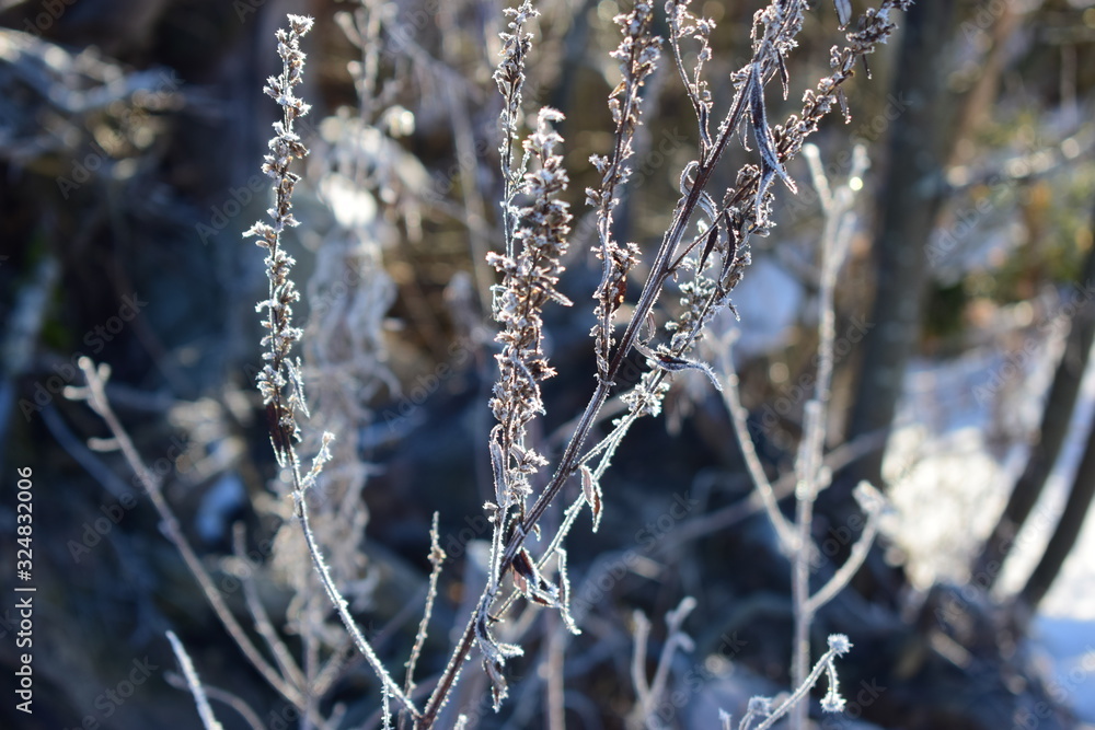 branch of a tree in winter branch of a tree in winter
