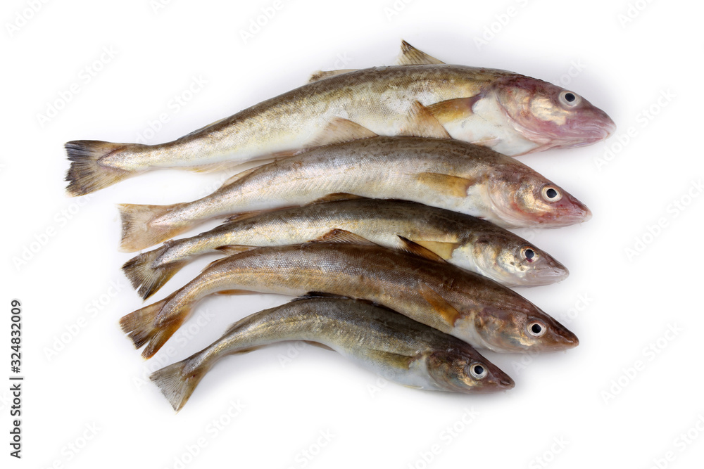 Saffron cod isolated on white Saffron cod isolated on white