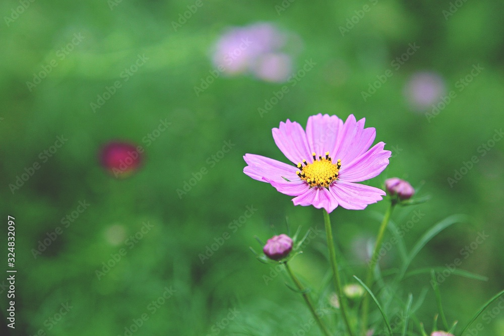 여름코스모스입니다