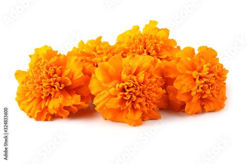 Marigolds isolated on white