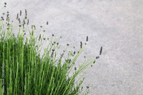 Lavender plant in a garden. Selective focus.