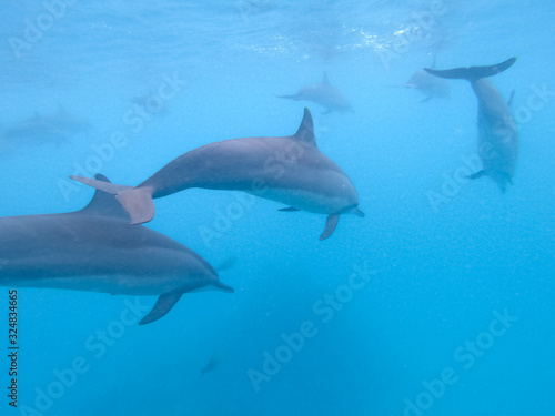 Flock of dolphins playing in the blue water near Mafushi island, Maldives. photo