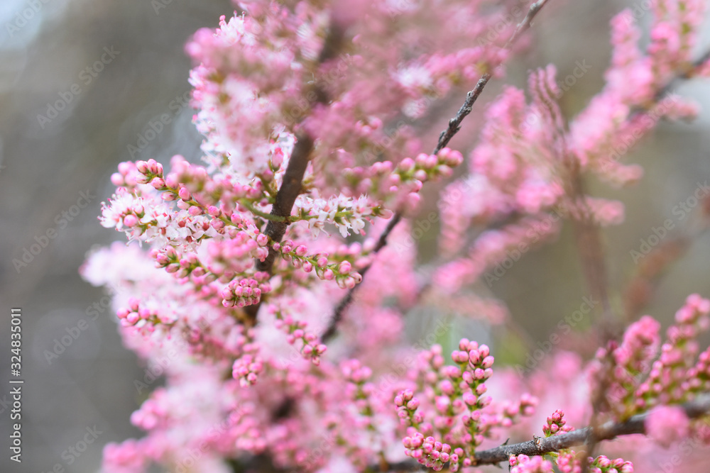 flowering plant branch with pink flowers, blurred background
