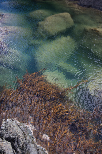 Matapouri Coast New Zealand Rocky coast seaplants photo