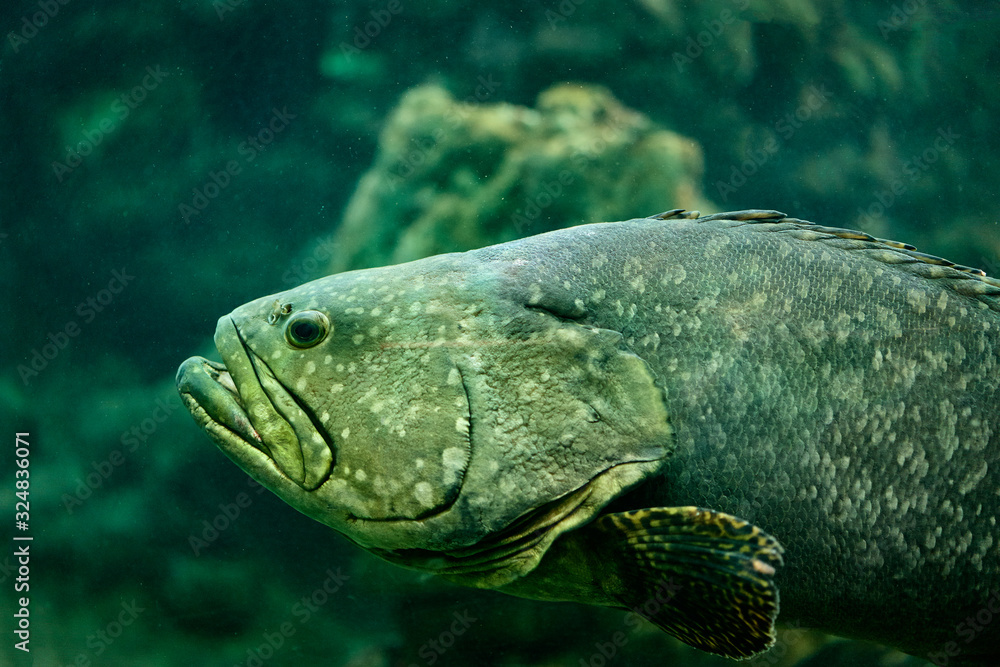 Big grey fish in aquarium. Big grey fish in aquarium.