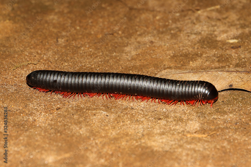 Archispirostreptus gigas, the giant African millipede or shongololo from Tanzania Archispirostreptus gigas, the giant African millipede or shongololo from Tanzania