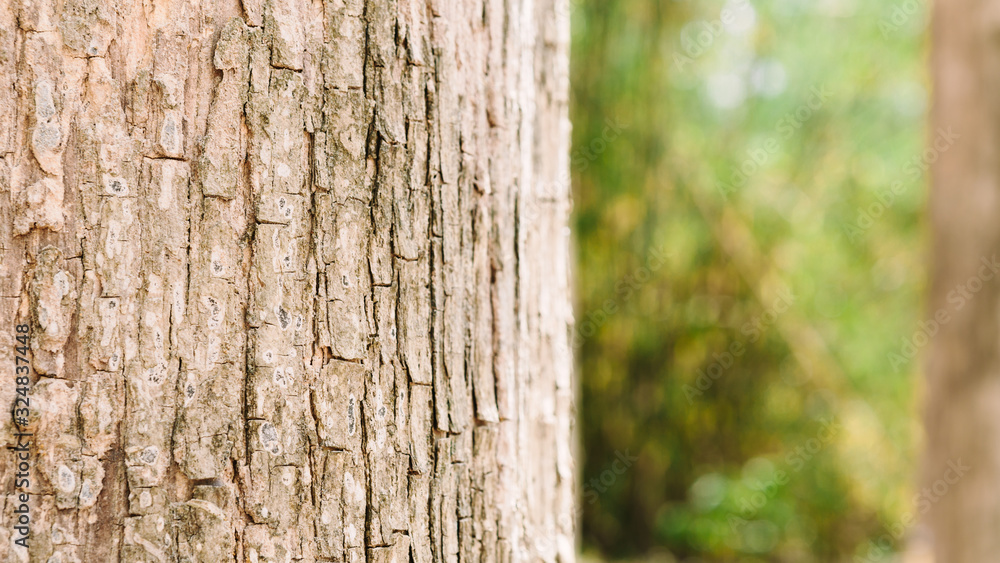 Teak tree in the forest with blurred background Teak tree in the forest with blurred background
