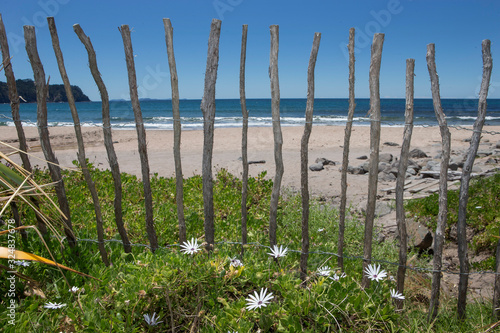 Coromandel New Zealand Hot srings coast fench at beach. Flowers photo