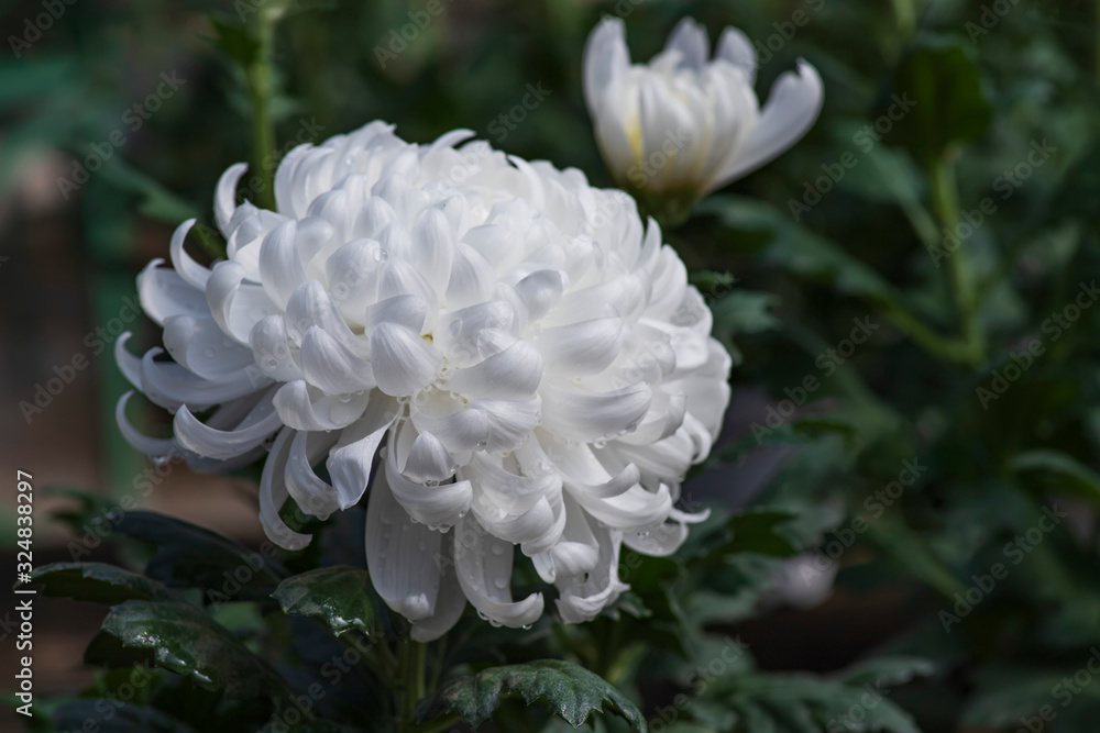 White chrysanthemum flower head with dew drops on the petals close up White chrysanthemum flower head with dew drops on the petals close up