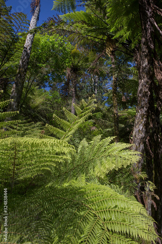 Karangahake gorge. Ferns. New Zealand.