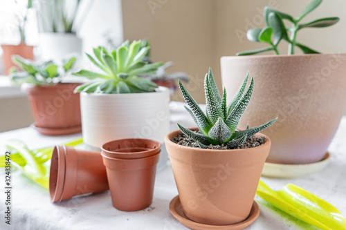 Various plants in different pots on table. Haworthia in a ceramic pot. Concept of indoor garden home.