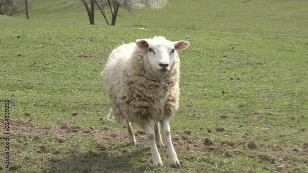 A sheep in meadow field at country farm A sheep in meadow field at country farm