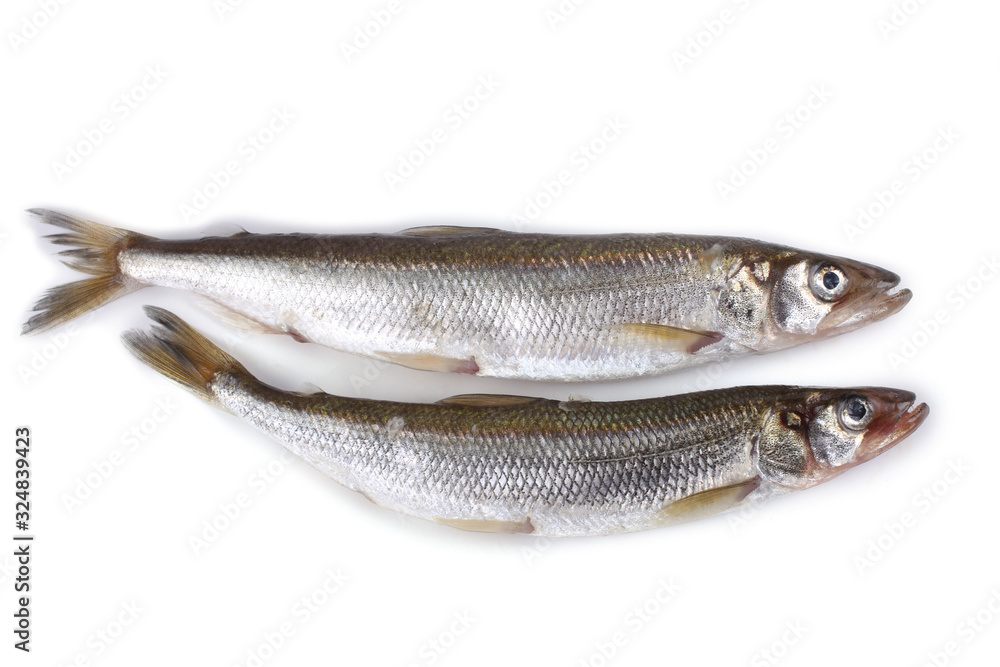 Smelt fish isolated on white. (Big Pacific smelt - Osmerus mordax